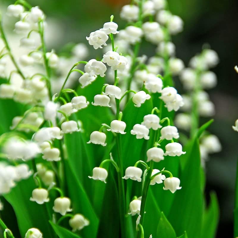Lily of The Valley - 5 Flower Roots Per Package