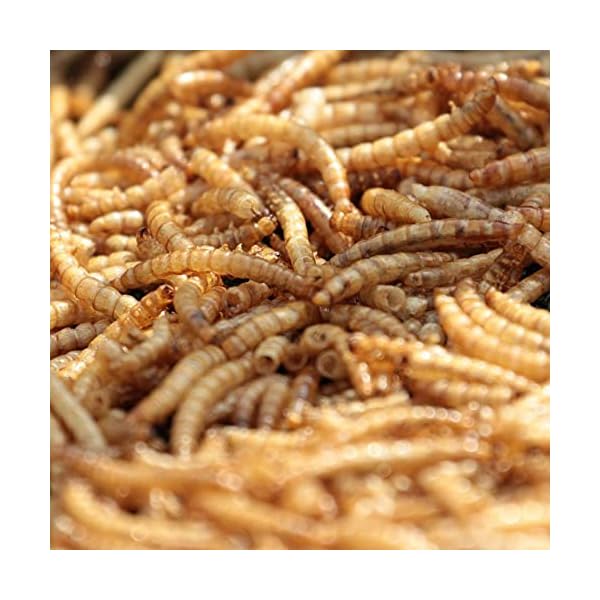 MBTP Bulk Dried Mealworms Treats for Chickens & Wild Birds (5 Lbs