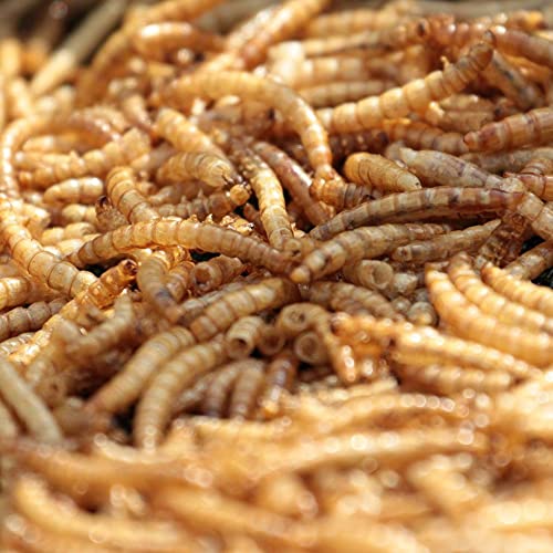 MBTP Bulk Dried Mealworms - Treats for Chickens & Wild Birds (5 Lbs) - Image 4