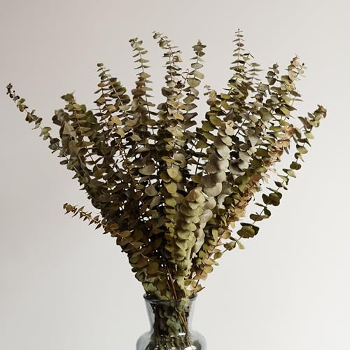 10 piezas de hojas secas de eucalipto para decoración miniatura 1