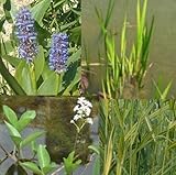 wasserpflanzen teichrand Sie werden viele Freude mit dem neuen Pflanzen haben