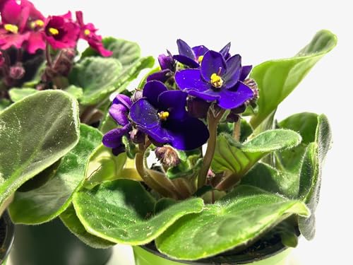 Generic 3-Pack African Violets (Saintpaulia) in 4-Inch Pot, Assorted Colors, Beautiful African Violets, Home Decor, Office Decor