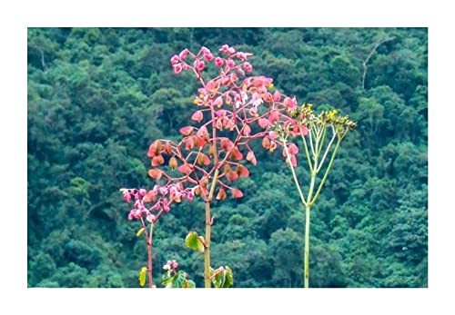 Pcs - 10x Begonia Fischeri Fleurs Jardin Plantes - Graines ID333 - Seeds & Plants Shop by Ipsa