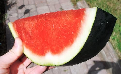 Miniatura 7 de KIRA SEEDS - Black Beauty Watermelon 9 lbs - Frutos para plantar - Sin OMG