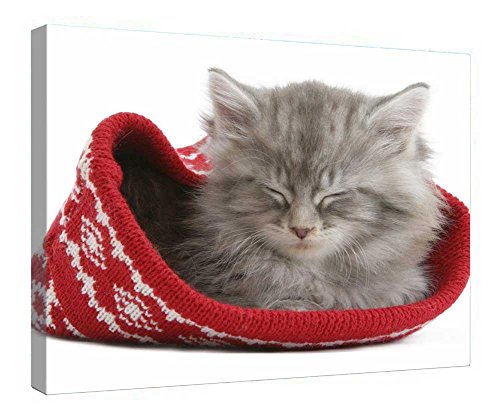 Tableau chaton toile murale avec cadre bois deco chambre 40x50 cm