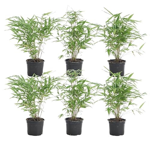Bloomique - 6er Set - Fargesia Rufa - Bambus Pflanze - Gartenpflanze -...