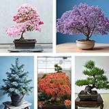 Bonsai Tree Seeds Collection - 50+ Seeds for 5 Unique Varieties, Non-GMO Heirloom Seeds for DIY Advanced Hobbyists & Bonsai Art Enthusiasts