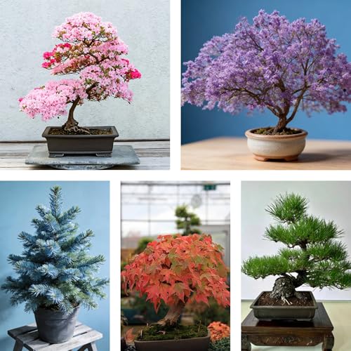 Bonsai Tree Seeds Collection - 50+ Seeds for 5 Unique Varieties Non-GMO Heirloom Seeds for DIY Advanced Hobbyists & Bonsai Art Enthusiasts