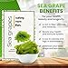 Sea Grapes to Eat Seaweed Snacks Salad Kit 100GR VeganZen Umibudo dried ramen toppings korean food green caviar vegetables nori kelp kombu asmr organic Dehydrated lato Crunchy Superfood