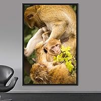 Framed Canvas Wall Art Monkey Animals Expressive Farmhouse/Country Living Room Monkey Multicolor Photography - 16x24 inches