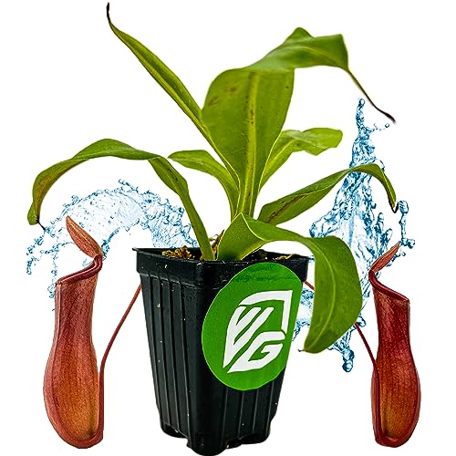 Alata Pitcher Plant - Nepenthes Live Carnivorous Plant by Wellspring Gardens - Easy to Grow Starter Bulbs Great for Nature Lovers & Gardeners - Outdoor & Indoor Aquatic Planting