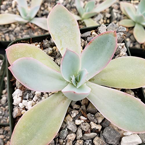 Echeveria Cante Cacti Cactus Succulent Real Live Plant #TOP5