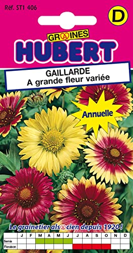Graines de Gaillarde à Grande Fleur Variée - 1 gramme