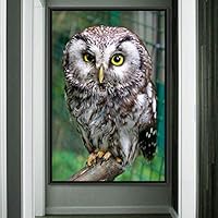 Framed Canvas Wall Art Owl Birds Dramatic Farmhouse/Country Home Office Multicolor Owl Photography - 16x24 inches