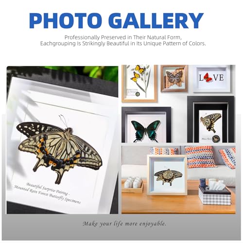 Glarks 15pcs Insekt Probe Werkzeug Kit mit 4pcs Schwefelpapier 2pcs Insekt Pins 1pcs heißer Schmelzkleber Stick 1pcs Acryl Display Case 2pcs ungeflügelte Schmetterling Probe 1pcs Spreadfin Board und 4