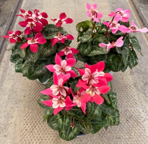 POWERS TO FLOWERS - CICLAMINO DIXIE TRIS, VASO 12CM, 3 PIANTE, piante vere