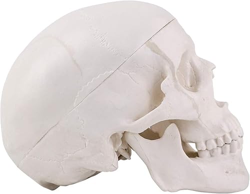 Miniatura 15 de RONTEN Modelo de cráneo humano, modelo de anatomía de cráneo, réplica de tamaño real, modelo anatómico anatómico para adultos con tapa de cráneo