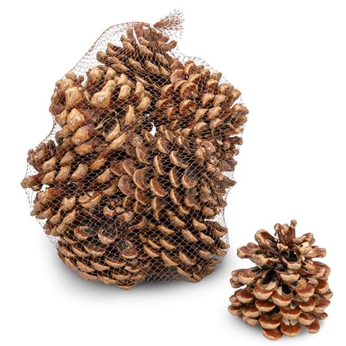 NaDeco Pinienzapfen 10 Stück, 8-12cm, Pinus Pinea Pinien Zapfen Groß...