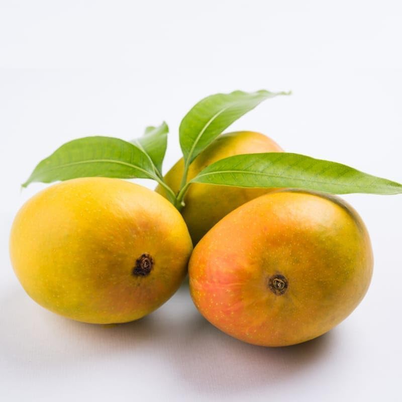 All Time Fruiting Alphonso Mango Live Plant – Pack of 1 Grafted Sweet Fiberless Mango Tree for Indian Climate
