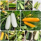 100 piezas de semillas de calabacín - semillas de hortalizas semillas de calabacín, semillas de calabacín, Cucurbita pepo, plantas en maceta resistentes, plantas en maceta, semillas