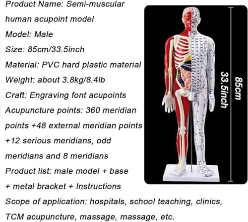 Modèle acupuncture 85 cm aux points méridiens d'une haute précision - 7