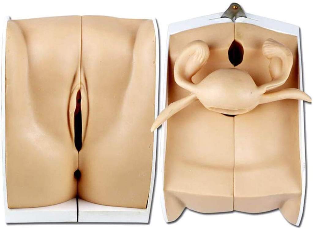 Femminile Contraccezione Guidance Modello,Genitale Modello Anatomico Umano - Ginecologia Dimostrativo Contraccezione