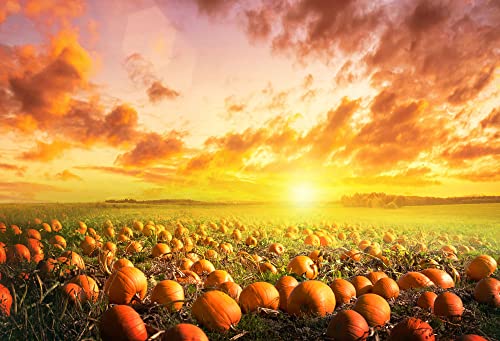 Avezano Fall Pumpkin Patch Backdrop Sunlight Pumpkin Pasture Background Harvest