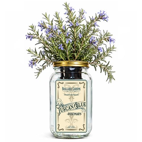 Braggable Gardens Tuscan Blue Rosemary Indoor Herb Garden Kit –