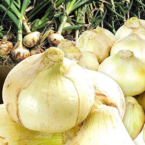 国華園　大特価 熊本産 芦北新玉ねぎ 10㎏ 1組 野菜