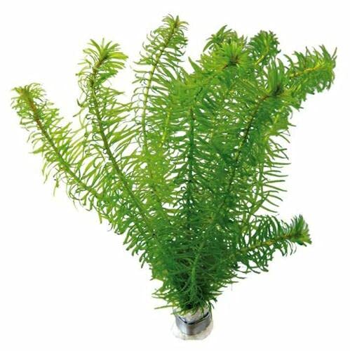 Biotope Aquatics Ltd - Bunch ELODEA DENSA (6 to 8 STEM) - oxygenating Live Pond Weed Water densa Plant for Outdoor Pond or Fish Tank Aquarium (5 Bunch)