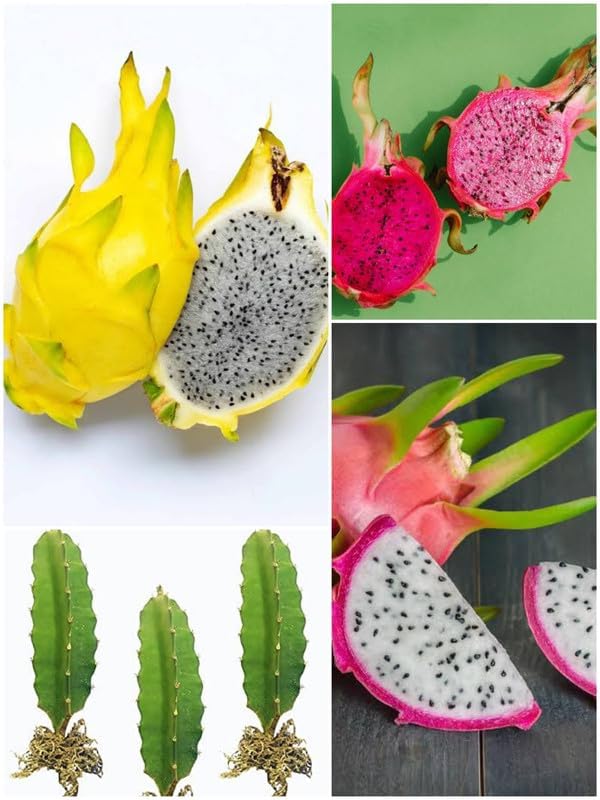 Plantopia Dragon Fruit Tree/Hybrid Dragon Fruit Tree Plant White, Yellow,Red Combo(Pack of 3 White, Yellow,Red), PP_DN_48 (B0DGGVPJQ3) Amazon Price History, Amazon Price Tracker