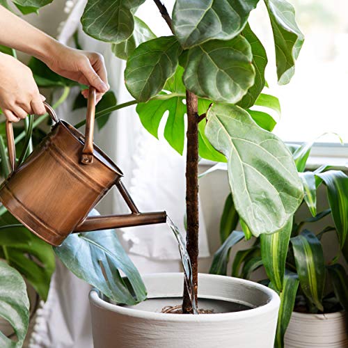 Homarden Half Gallon Copper Colored Metal Indoor Outdoor Plant Watering Can for House Plants with Removable Spout, 80oz