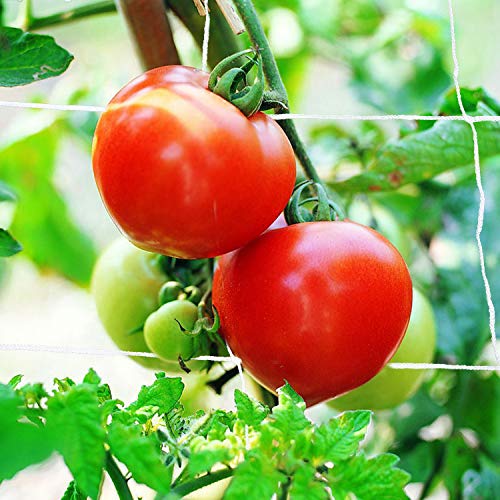 Decorlife 2-Pack Plant Trellis Netting 5 X 30Ft, Durable Garden Trellis Plant Support Net, Save Garden Space, Reusable Polyester Garden Net #TOP4