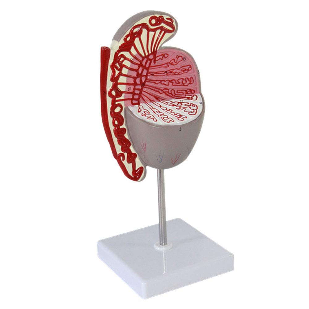 Anatomische Modelle, Anatomisches Modell der männlichen Fortpflanzungsorgane for medizinische Studien, Lehrmittel, Demonstration, wissenschaftliche Laborausrüstung
