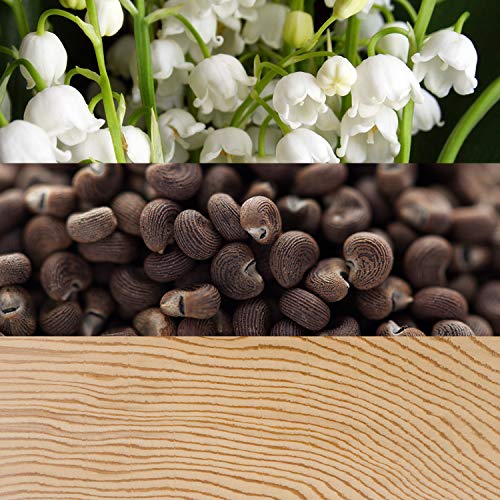 La mejor comparación de Perfumes Calvin Klein Dama para comprar hoy. 6 Imagen adicional