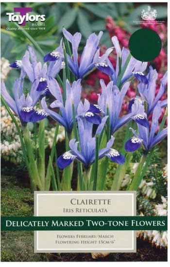 Taylors Iris 'Dwarf Clairette' Bulbs x 10 Bulbs