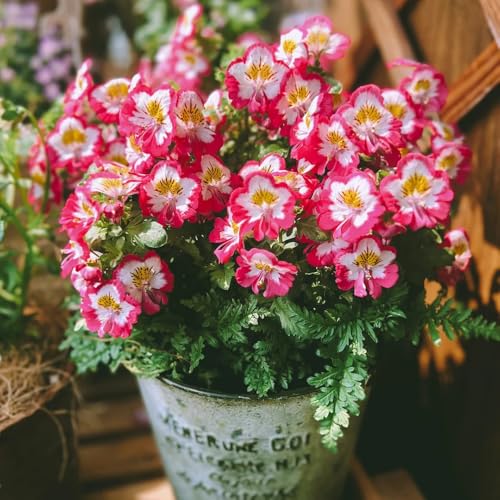 semillas de orquídeas de granjero - perennes orquídea de granjero en resistentes de para bancales elevados 250pcs