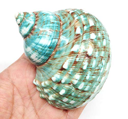 Image of PEPPERLONELY Green Blue Gade Big Turbo Sea Shells, Large Hermit Crab Shells, 3 Inch ~ 3-1 /2 Inch