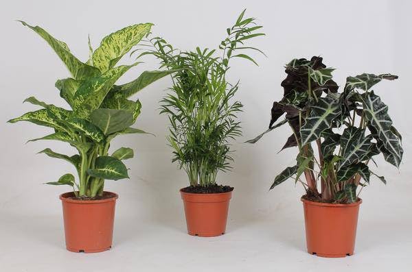 Zimmerpflanzen Mix – 3 Pflanzen – Ø17cm – Höhe 45-55cm – Grüne Zimmerpflanzen – Pflegeleichte Pflanzen Deko für Zuhause & Büro