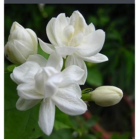 Creative Farmer Jasmine Live Plant Arabian Maid Of Orleans High Fragrance Daily Flowering Garden Plant 1 Healthy Live Plant Amazon In Garden Outdoors