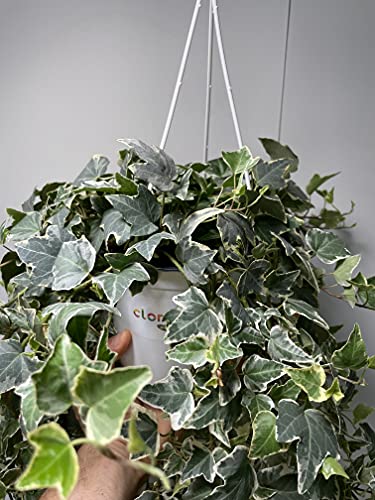 Variabel geventileerde klimop plant met haak, pot 15 cm, takken 60/70 cm - Afbeelding 5