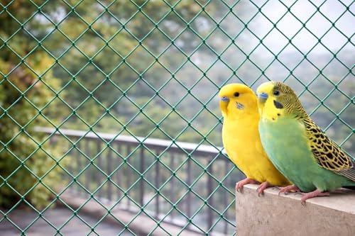 SR TRENDS Bird & Pigeon Safety Net for Balcony | Nylon Protection| 12Ply | (Green, 10 x 300 FT)