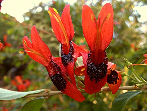 Hummingbird Bush - Ruttya fruitcosa Lindau -Live Tropical Plant - Unusual Bird-Shape Orange Flower - Emerald Goddess Gardens - Starter Sz 4 Inch Pot