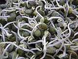ScoutSeed Semilla Brotando - Lenteja Francesa - 50g