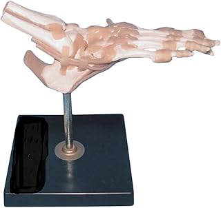 Human Joint Anatomical Model - Foot Joint Model with Ligaments Human Anatomical Model - Skeleton Anatomy Teaching Models - for Medical Educational Training Aid