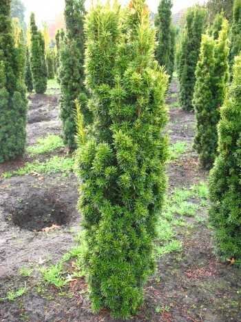 gelbe Säuleneibe gelb Taxus baccata Fastigiata Aureomarginata 60-70 cm hoch mit Ballen