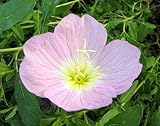 1000 Showy Pink Evening Primrose (Pink Ladies/Mexican Evening) Oenothera Speciosa Flower Seeds