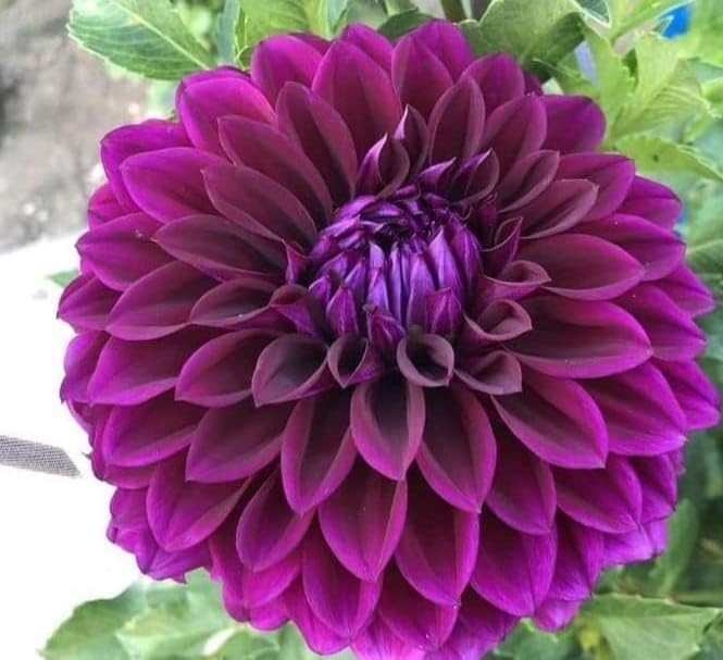 Image of Imported Dahlia Flower Bulbs For Your Home And Gardening Pack of 2 Bulbs (red white mix)