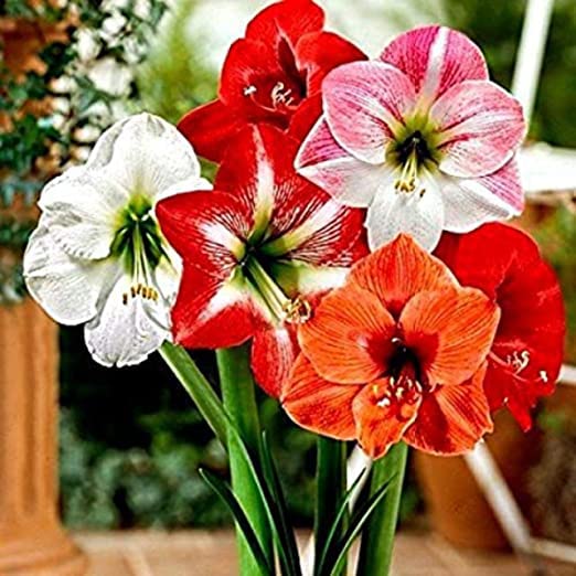 Sumit Greenery All Season Multi Color Rain Lily Flower Live Plant