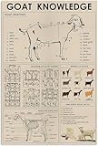Photo Gallery peiyeety cartelli in metallo con stampa, poster, anatomia della capra, informazioni su fattoria e giardino, tavolo da bar, ufficio, garage, club, cucina, casa, decorazione da parete, regalo, 8"x12" Photo Gallery peiyeety cartelli in metallo con stampa, poster, anatomia della capra, informazioni su fattoria e giardino, tavolo da bar, ufficio, garage, club, cucina, casa, decorazione da parete, regalo, 8"x12"